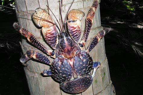‘A bigger deal than it sounds’: Coconut crabs are vanishing, .